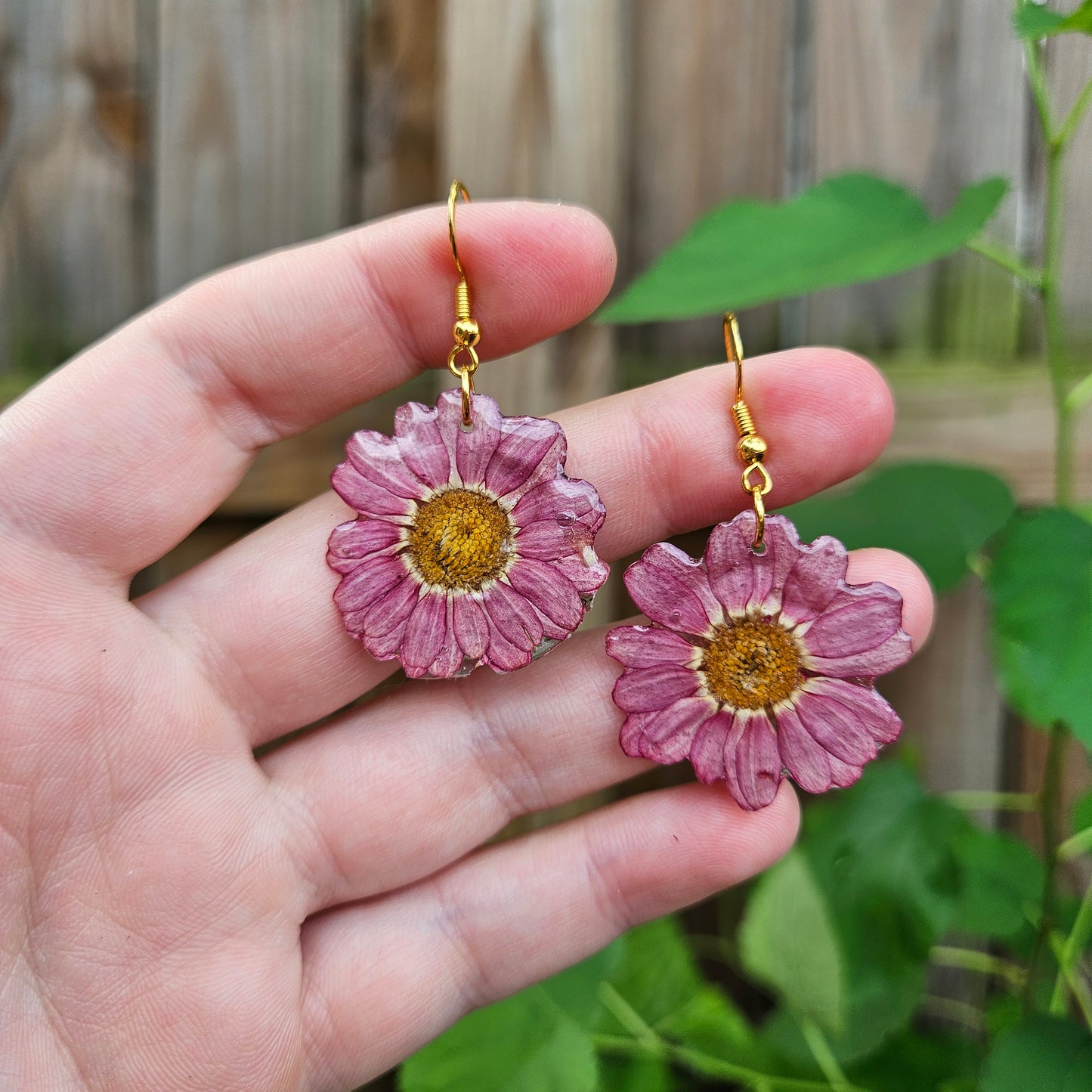 Purple Daisies