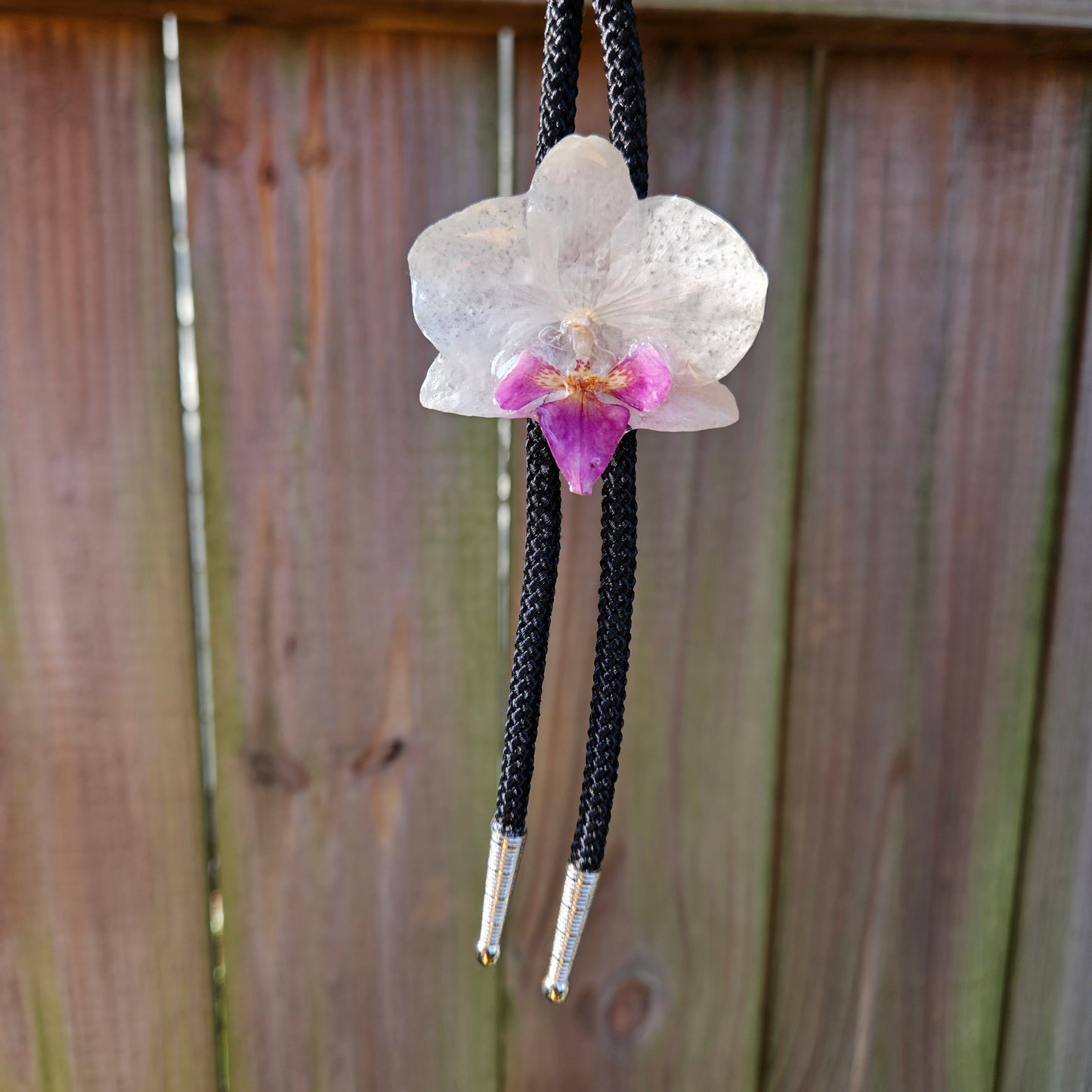 Dried Orchid Bolo