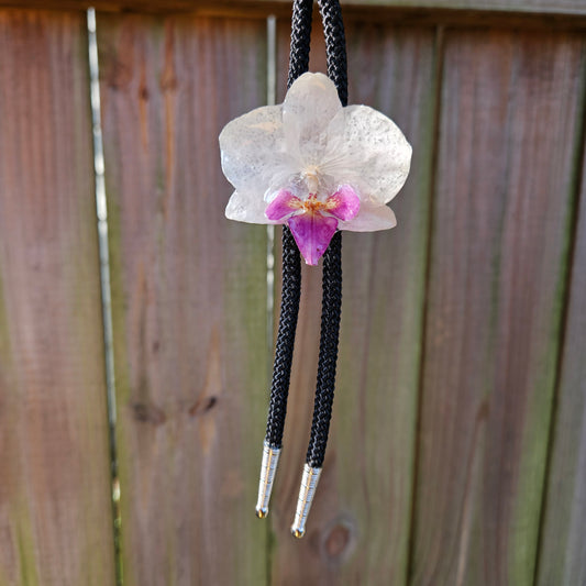 Dried Orchid Bolo