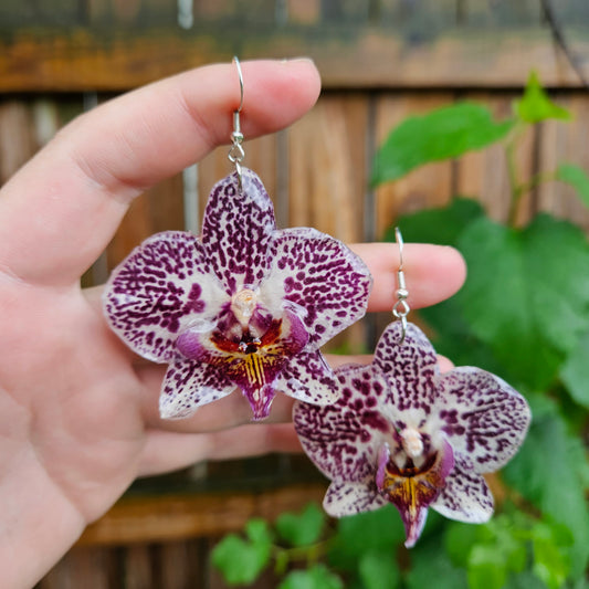 Orchids